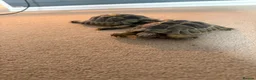 Tortoise reptiles for sale: Spur-thighed tortoises in Trowbridge - Advert 3