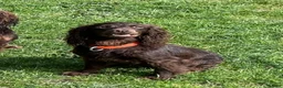 Cockapoo dogs for sale: Thick Coated Tiny Toy Cockapoo Puppies READY SOON! - Advert 38