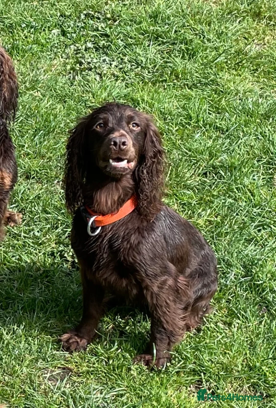 Cockapoo dogs for sale: Thick Coated Tiny Toy Cockapoo Puppies READY SOON! - Advert 38