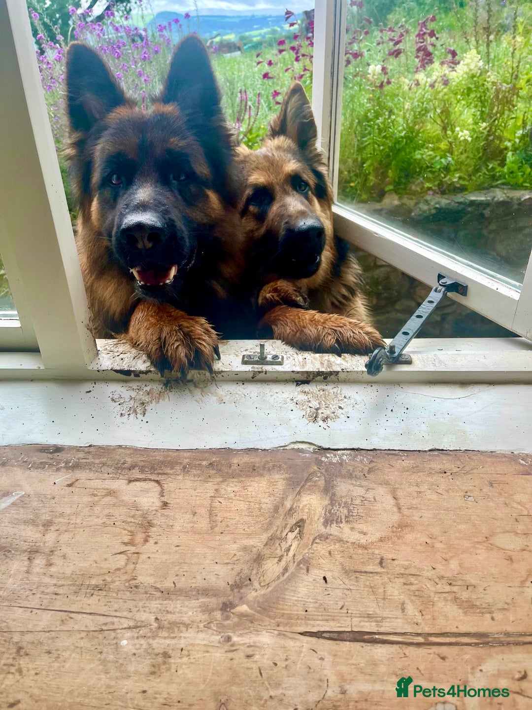 German Shepherd dogs for sale: Puppies - Long hair/Straight back German Shepherd - Advert 17