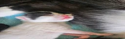 Mixed Breed cats for sale: 4 beautiful female kittens  - Advert 5