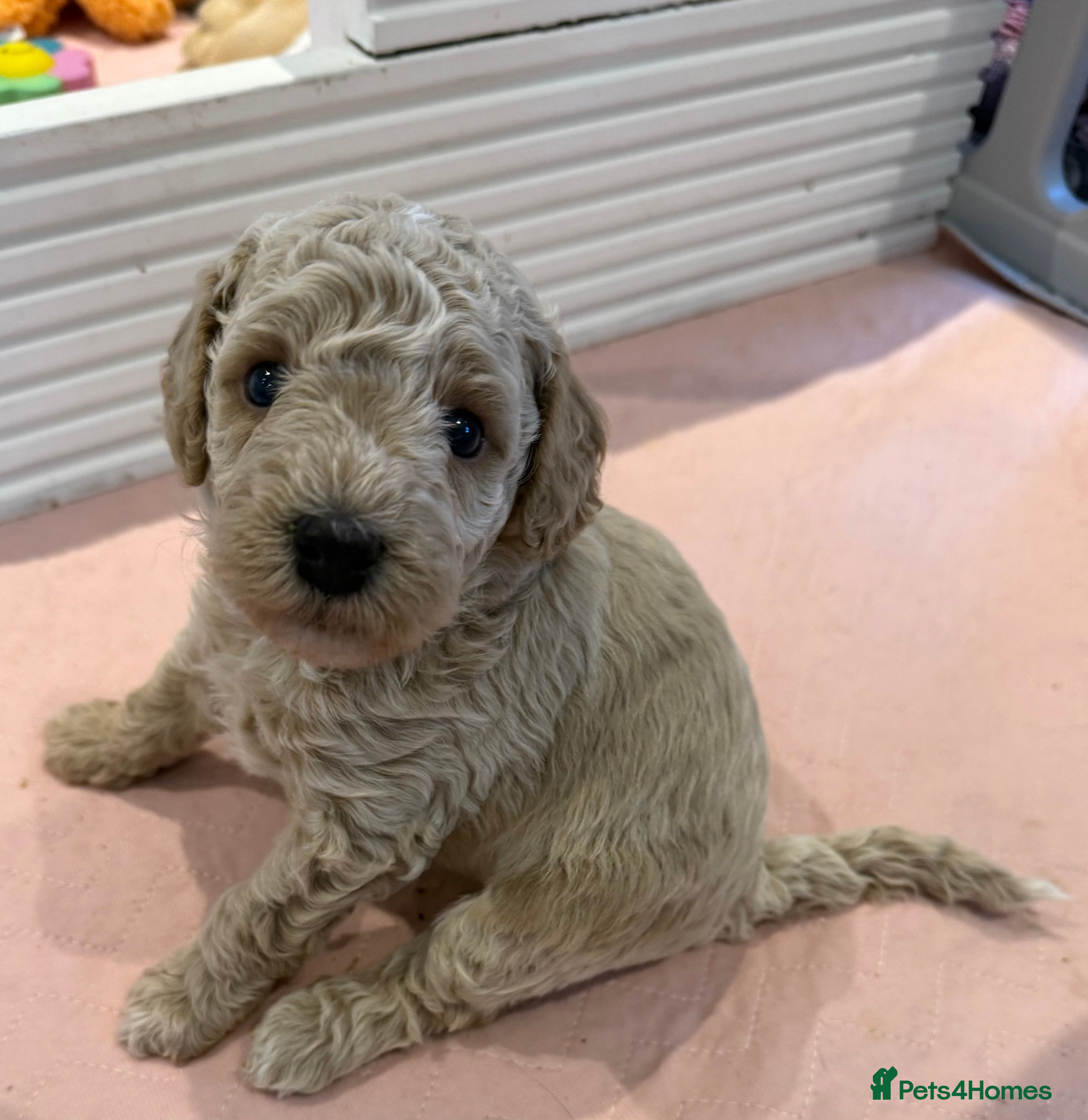 Cavapoo dogs 🩵ONE BOY LEFT🩵4 Beautiful f1bb Cavapoo Puppies!  - Advert 3