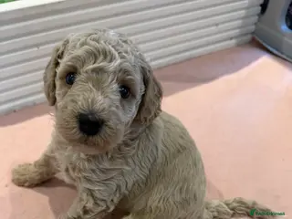 Cavapoo dogs 🩵ONE BOY LEFT🩵4 Beautiful f1bb Cavapoo Puppies! - Advert 3