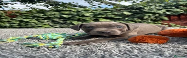Staffordshire Bull Terrier 1