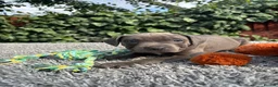 Staffordshire Bull Terrier dogs for sale: Adorable Puppies Looking For Their Forever Homes - Advert 14