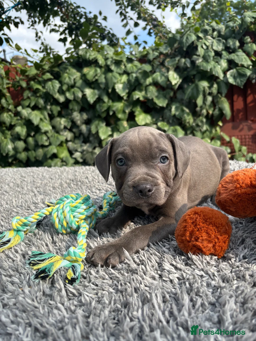 Staffordshire Bull Terrier dogs for sale: Adorable Puppies Looking For Their Forever Homes - Advert 14