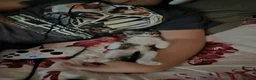 Mixed Breed cats for sale: 4 gorgeous kitten looking for their forever home - Advert 27