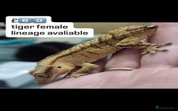 Gecko reptiles for sale: BEAUTIFUL CRESTED GECKOS   in Chigwell - Image 13