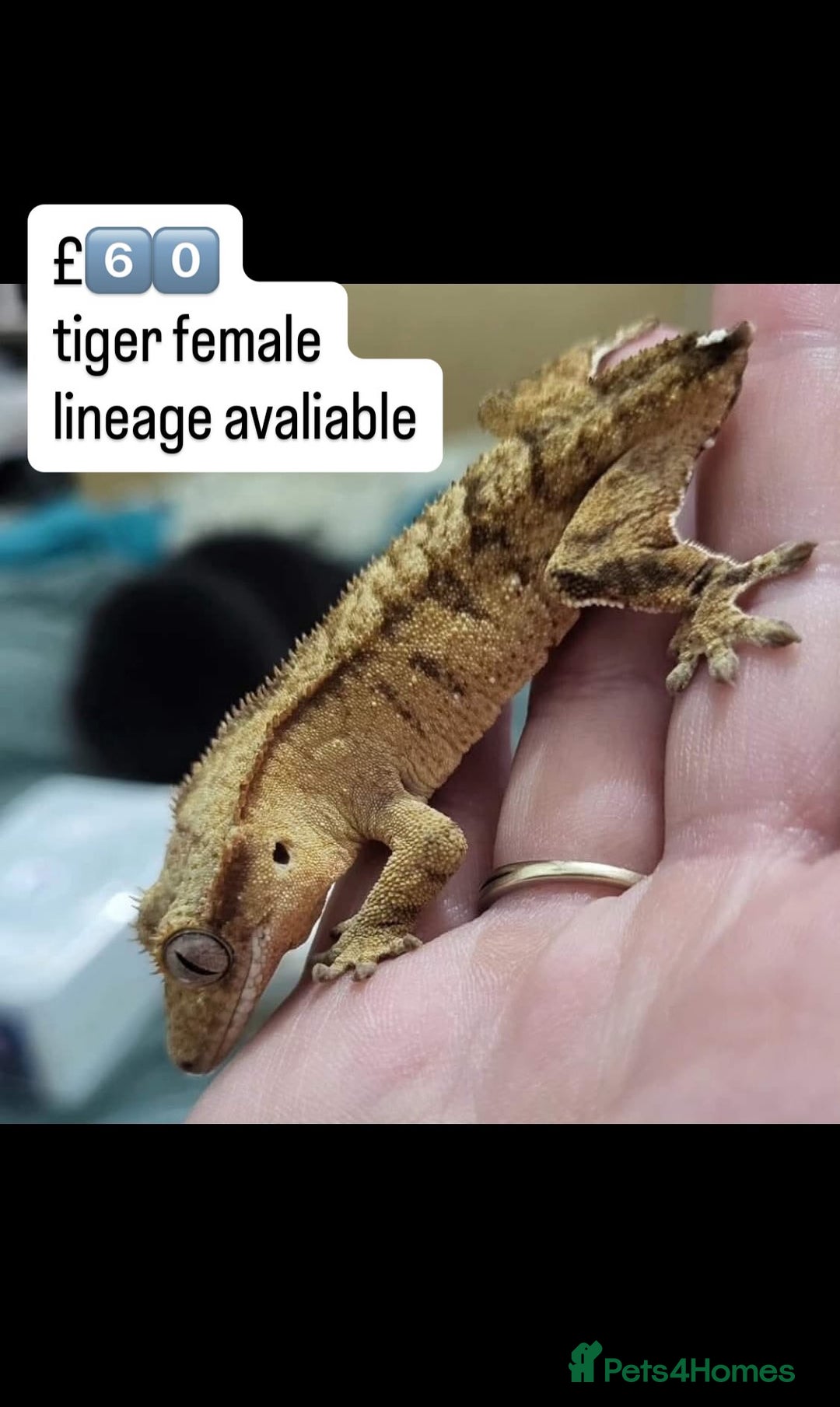 Gecko reptiles for sale: BEAUTIFUL CRESTED GECKOS   in Chigwell - Image 13