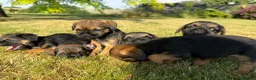 Border Terrier dogs for sale: 🧡 Fantastic KC Border Terriers 🧡 - Advert 10