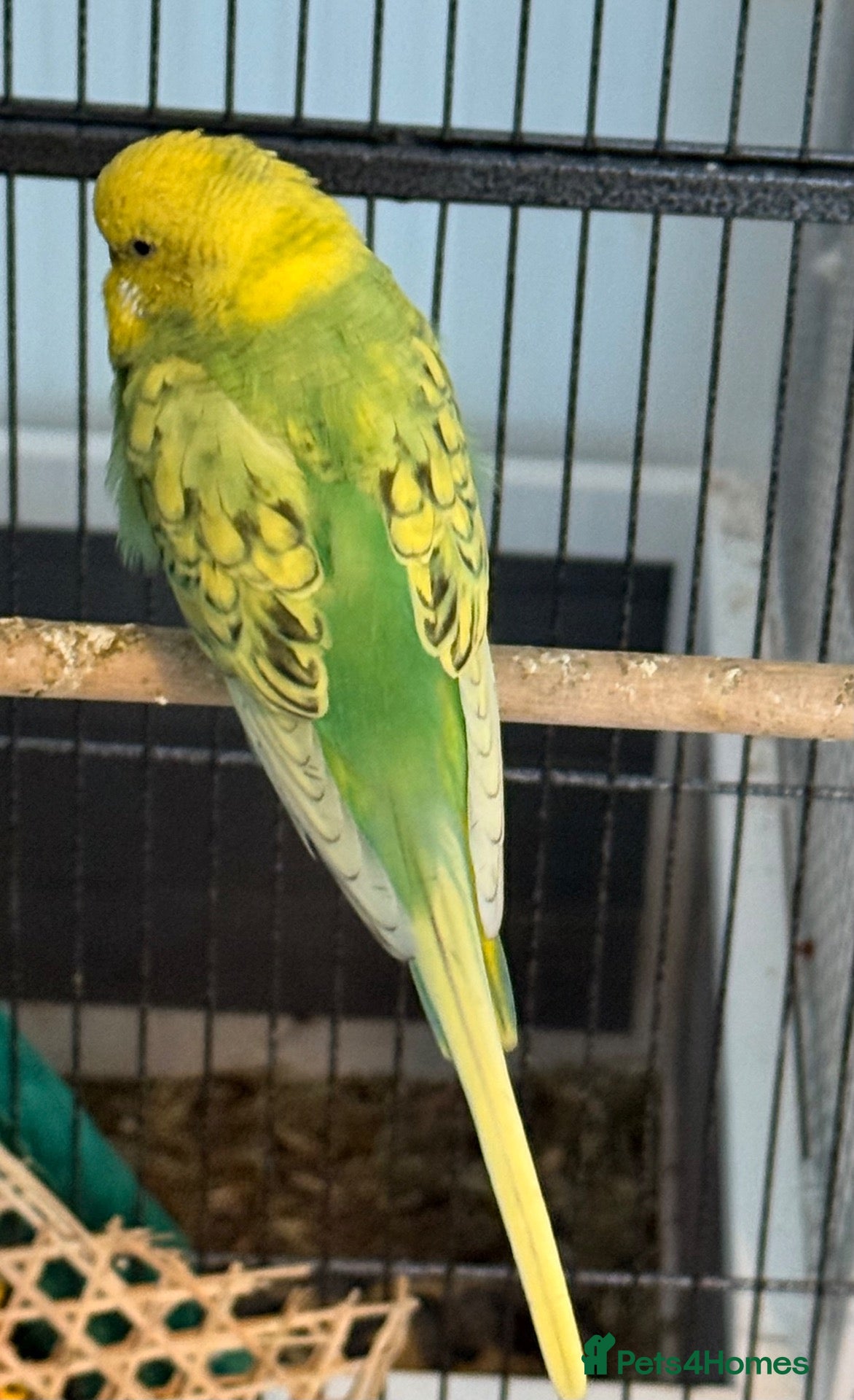 Budgerigars birds Young budgies males & females (please read ad)   - Advert 2