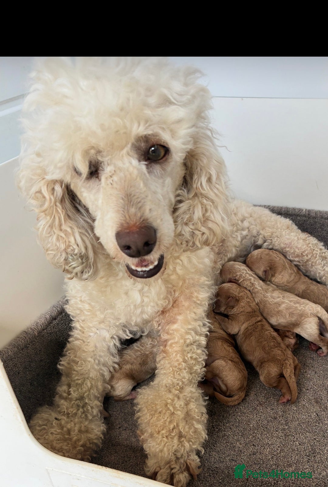 Miniature Poodle dogs for sale: 🐩 Ready Now 🐩 miniature poodles 🐩  - Advert 2