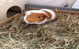 Guinea Pig rodents for sale: Male Guinea pig - Image 1