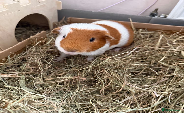 Guinea Pig rodents - Advert 1