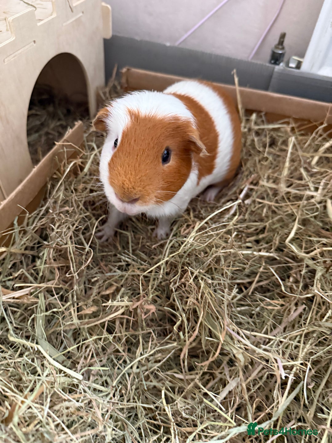 Guinea Pig rodents for sale: Male Guinea pig - Image 1