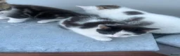 Mixed Breed cats for sale: Kittens for sale  - Advert 6