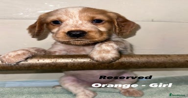 Cocker Spaniel dogs Beautiful Working Cocker Spaniels WF9 1ET  - Advert 15