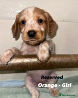 Cocker Spaniel dogs Beautiful Working Cocker Spaniels WF9 1ET - Advert 15