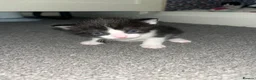 Mixed Breed cats for sale: Mixed breed female kittens  - Advert 4
