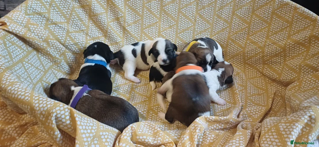 Mixed Breed dogs for sale: Puppies for sale male female small breed boy girl  - Advert 40