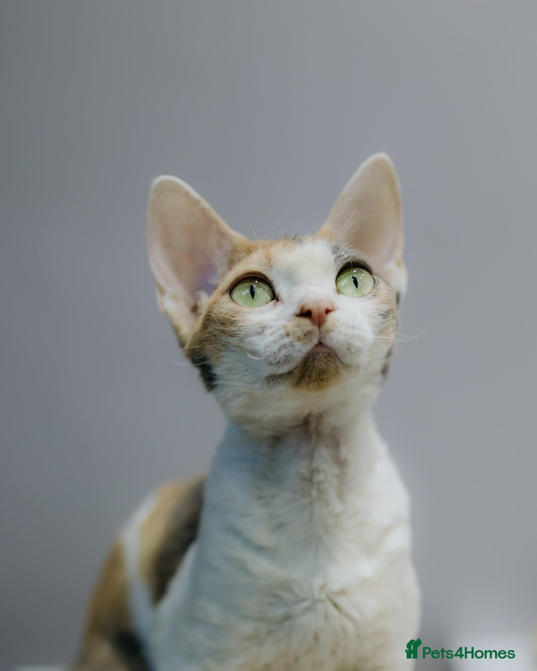 Devon Rex cats for sale: Adorable GCCF Registered DevonRex Kittens FOR SALE - Advert 35
