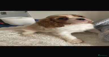 Cavalier King Charles Spaniel dogs - Advert 2