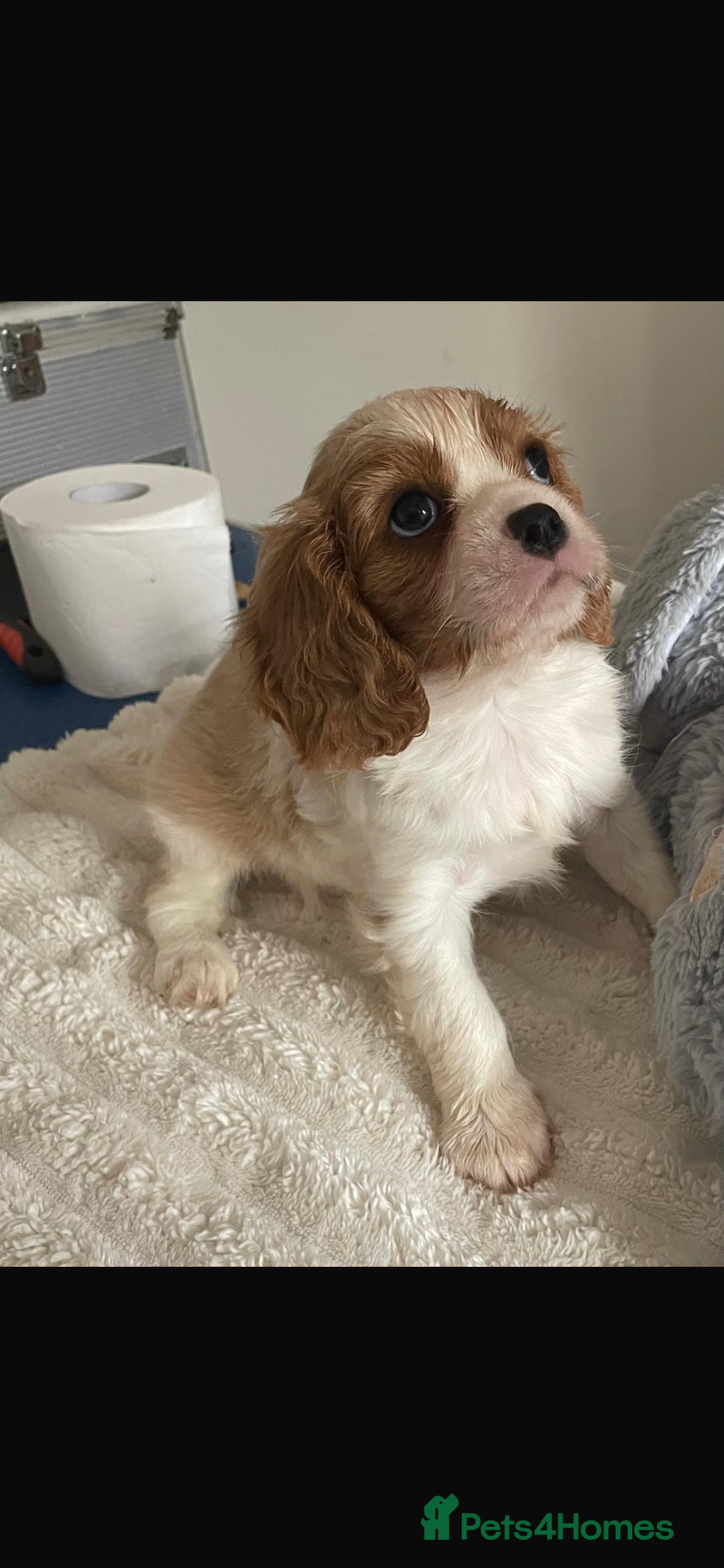Cavalier King Charles Spaniel dogs for sale: Cavalier King Charles spaniels  - Image 2