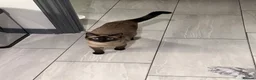 Mixed Breed cats for sale: Stunning Sphynx x ragdoll  - Advert 9