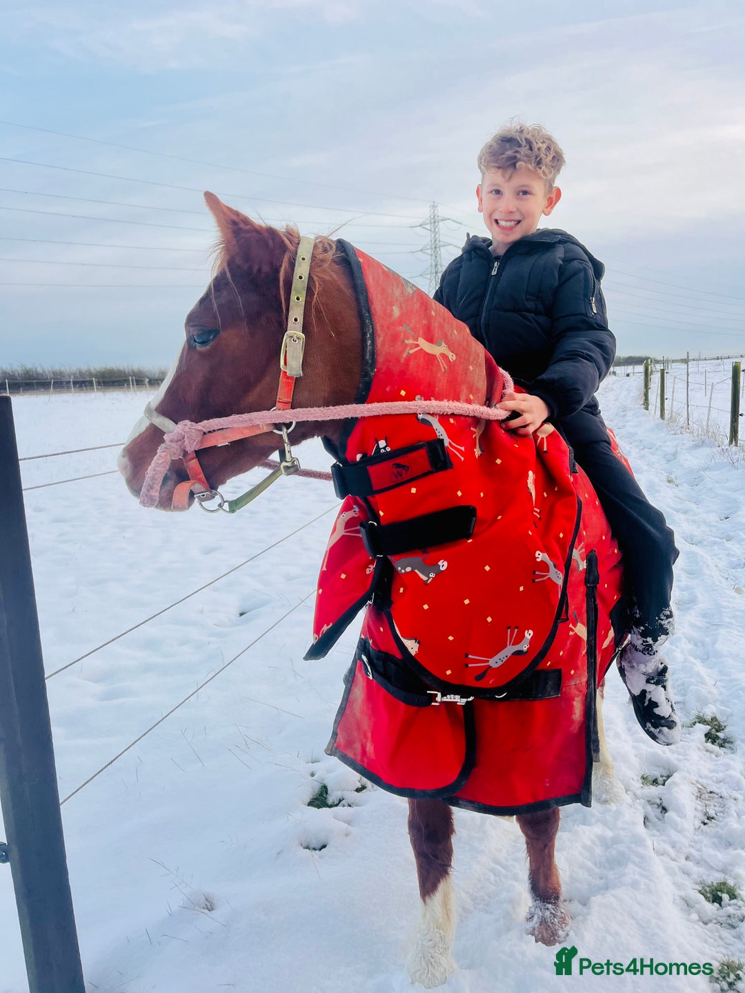 Welsh Section A horses for sale: Beautiful Welsh sec a mare pony club/family pony - Image 7