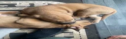 Mixed Breed dogs for sale: Malinois x American bully in Consett - Advert 4