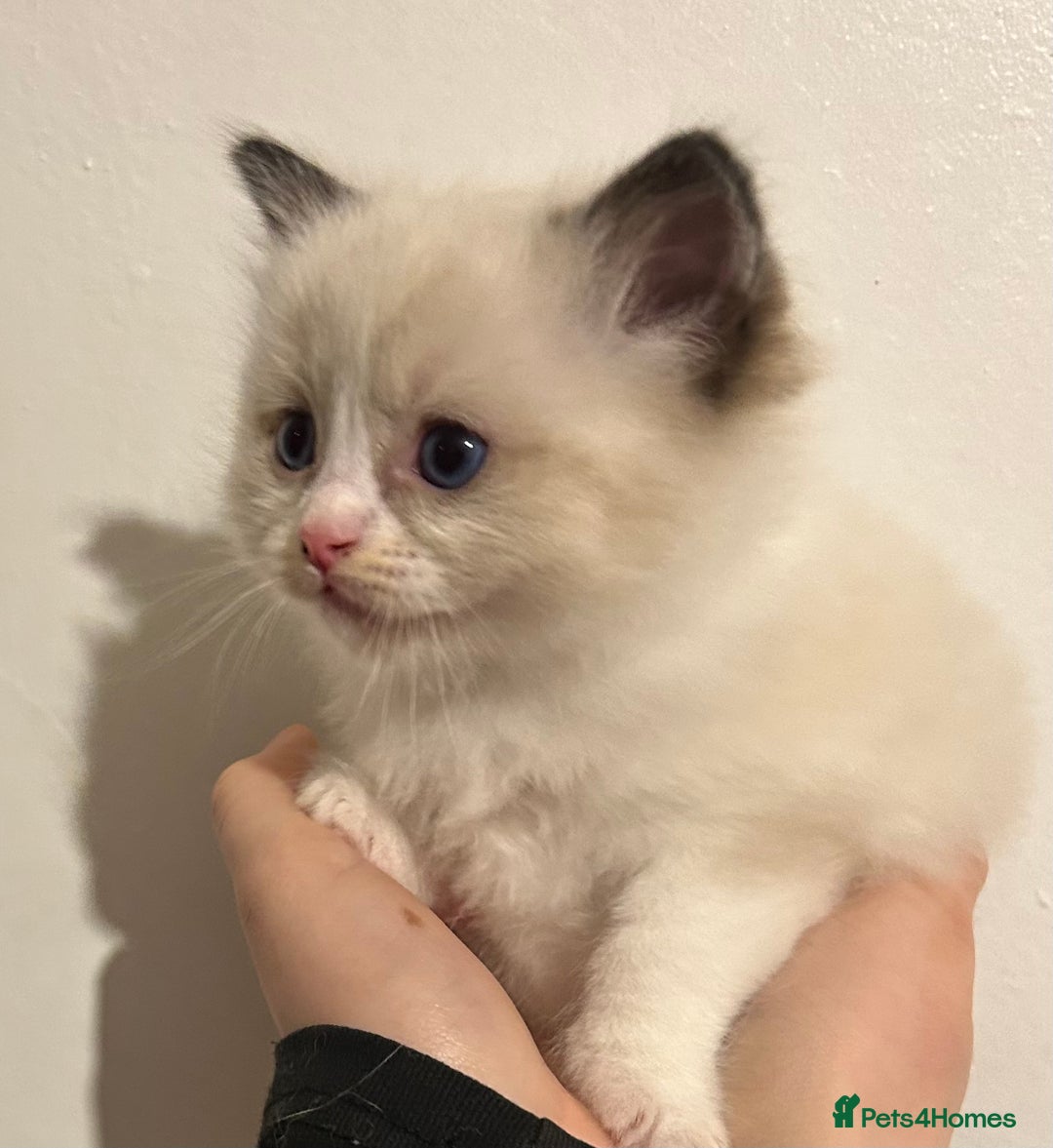 Ragdoll cats for sale: Seal Tabby Point & white Biocolour Ragdoll kittens - Advert 8