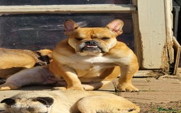 Mixed Breed dogs for sale: Freelance Bulldog for Sale - Image 2