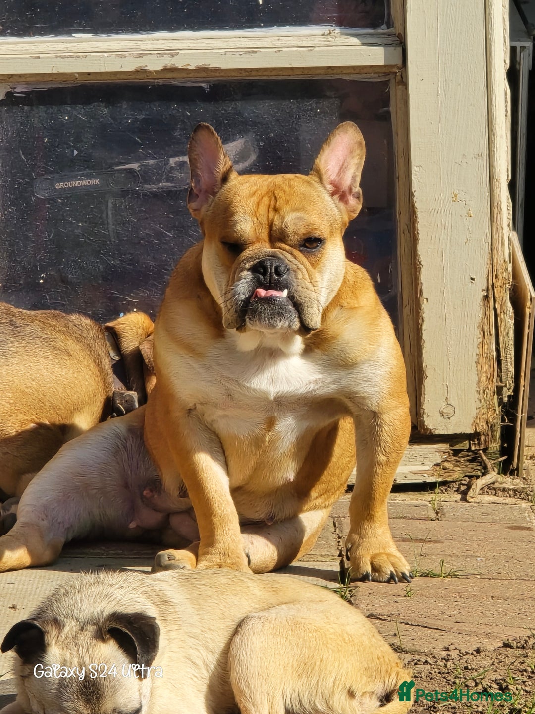 Mixed Breed dogs for sale: Freelance Bulldog for Sale - Image 2