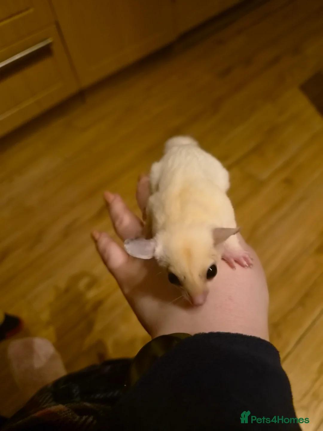 Sugar Glider rodents for sale: Beautiful Sugar Gliders for sale! - Advert 28