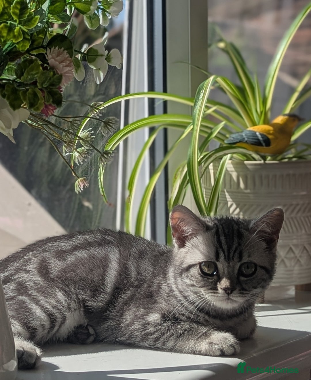 British Shorthair cats for sale: Gorgeous British shorthair silver Tabby  - Image 3