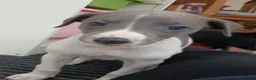 Mixed Breed dogs for sale: Bedlington whippet/Bedlington greyhound x whippet - Advert 12