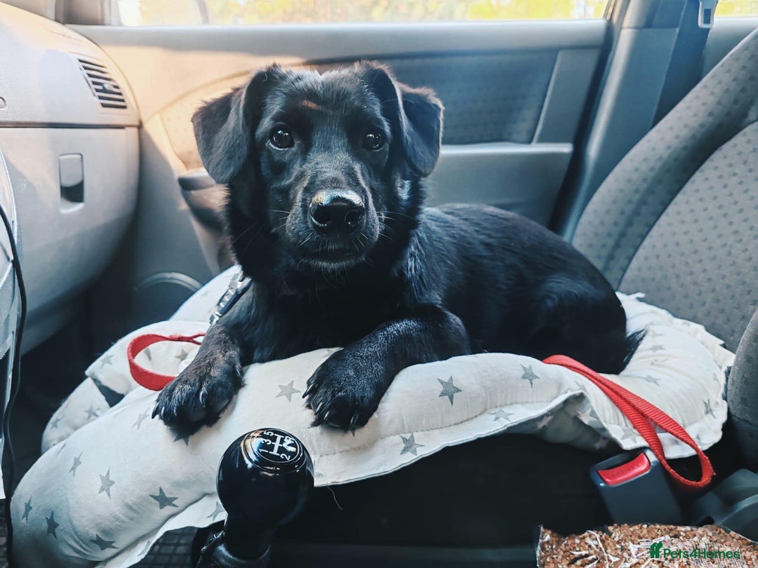 Labrador Retriever dogs for adoption: PATRICK – Labrador (male) - Advert 3