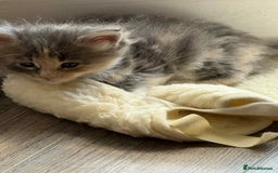 Maine Coon cats for sale: TICA Pedigree Maine Coon Kittens  - Image 20