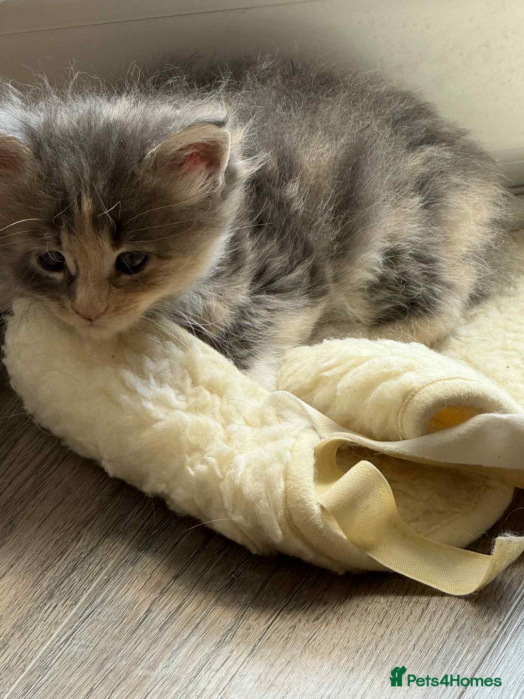 Maine Coon cats for sale: TICA Pedigree Maine Coon Kittens  - Image 20