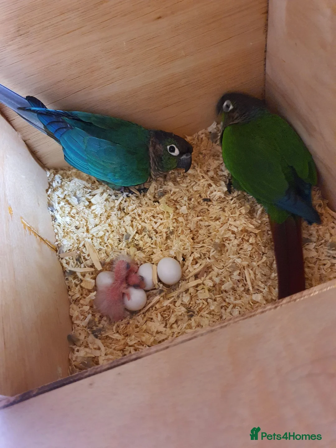 Conures birds for sale: Male conure - Advert 3