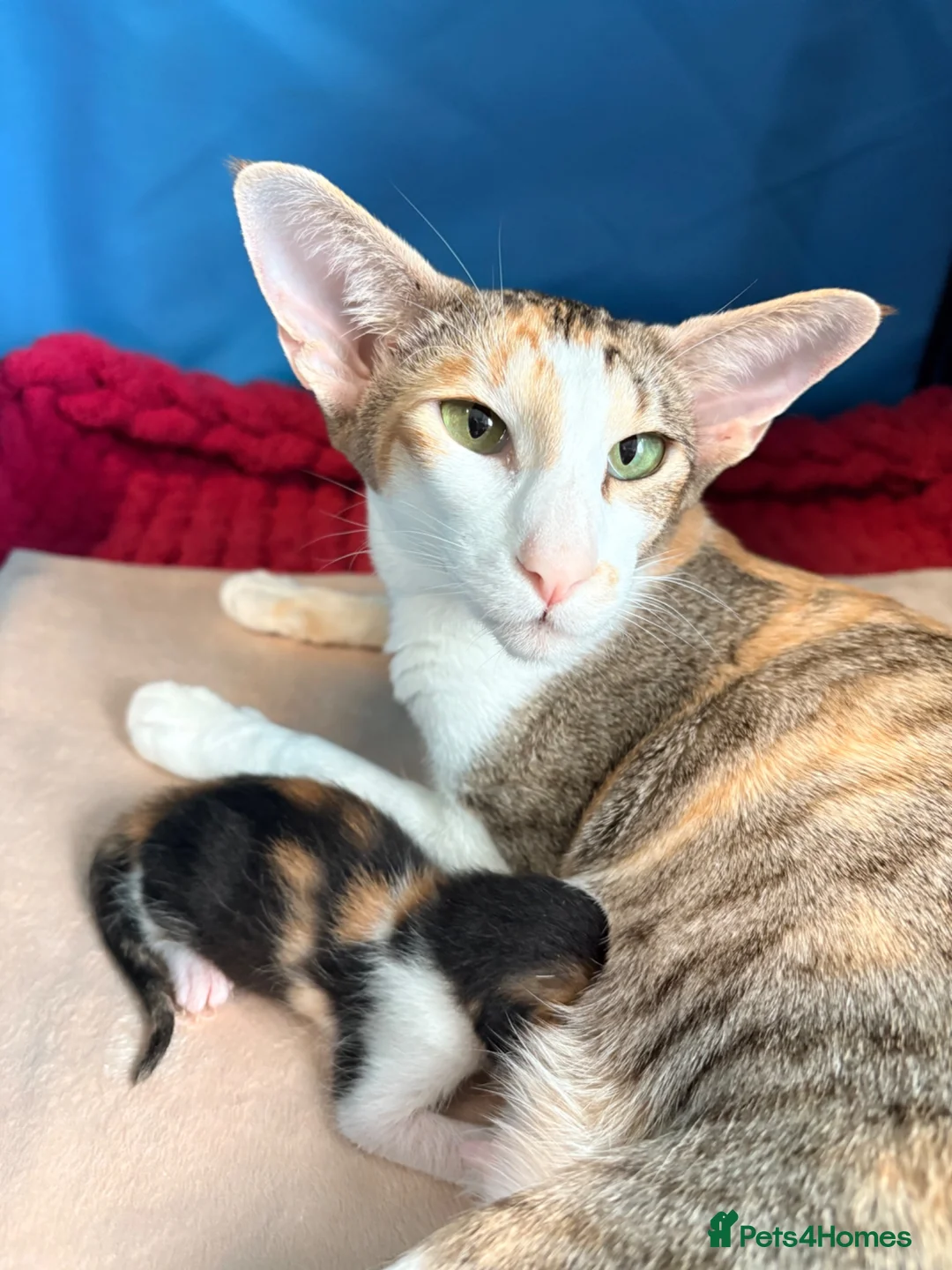 Oriental cats for sale: Oriental Shorthair  - Advert 4
