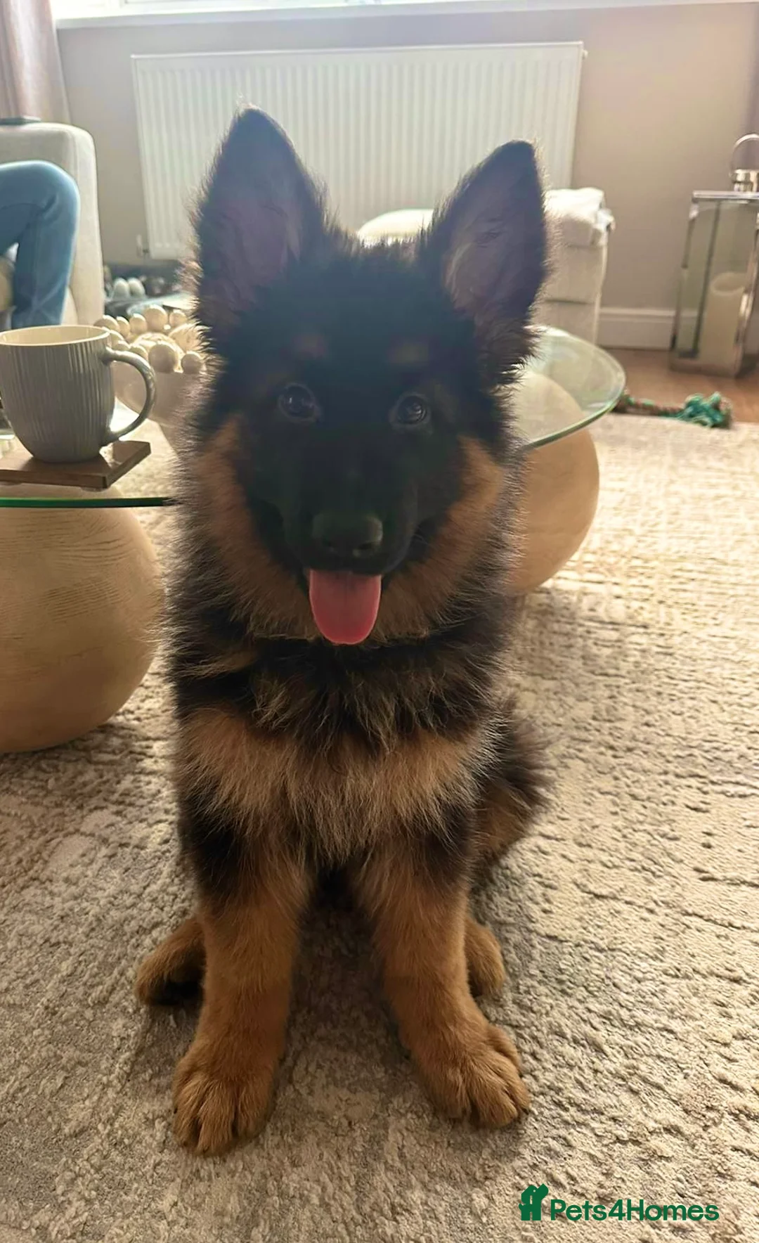 German Shepherd dogs for sale: WAITING LIST 2026 BIG BONDED, LONG HAIRED PUPPYS  - Advert 33