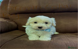 Bichon Frise dogs for sale: 7 gorgeous pure Bichon puppies  - Image 9