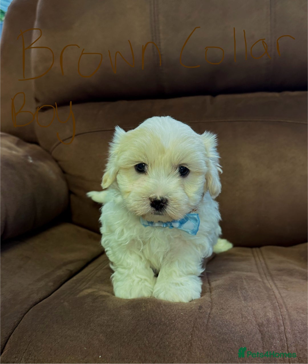 Bichon Frise dogs for sale: 7 gorgeous pure Bichon puppies  - Image 9