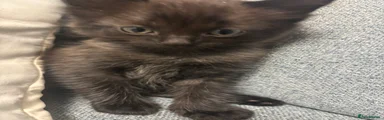 Mixed Breed Kitten 4