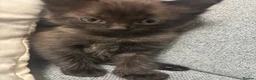 Mixed Breed cats for sale: Half ragdoll 6 kittens  - Advert 11
