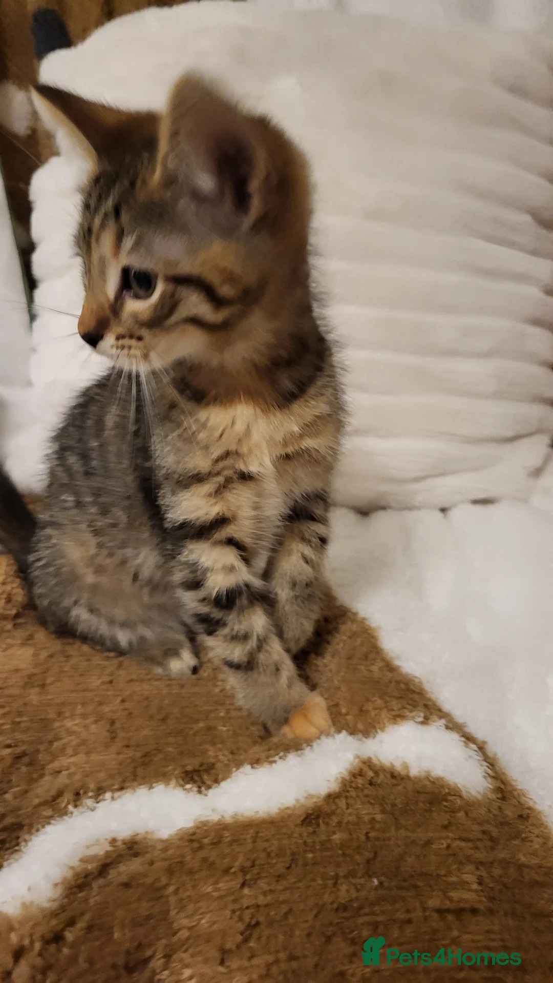 Mixed Breed cats for sale: Kittens READY NOW - Advert 29