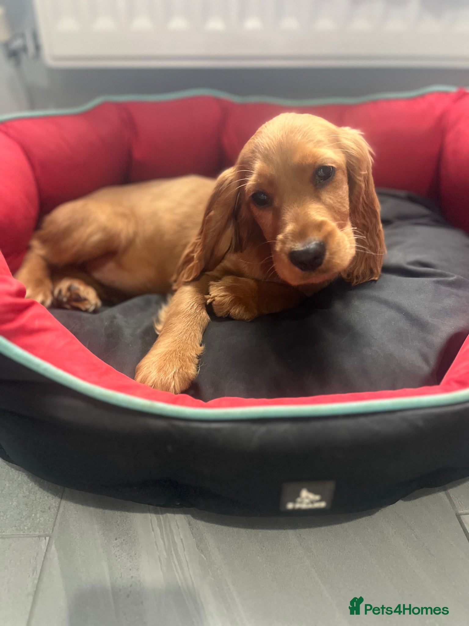 Cocker Spaniel dogs Gorgeous show cocker spaniel girl 16 weeks  - Advert 3