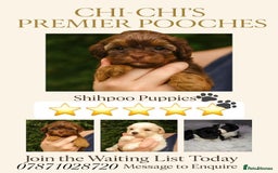Shihpoo dogs for sale: Toy shihpoo WAITING LIST  - Image 2