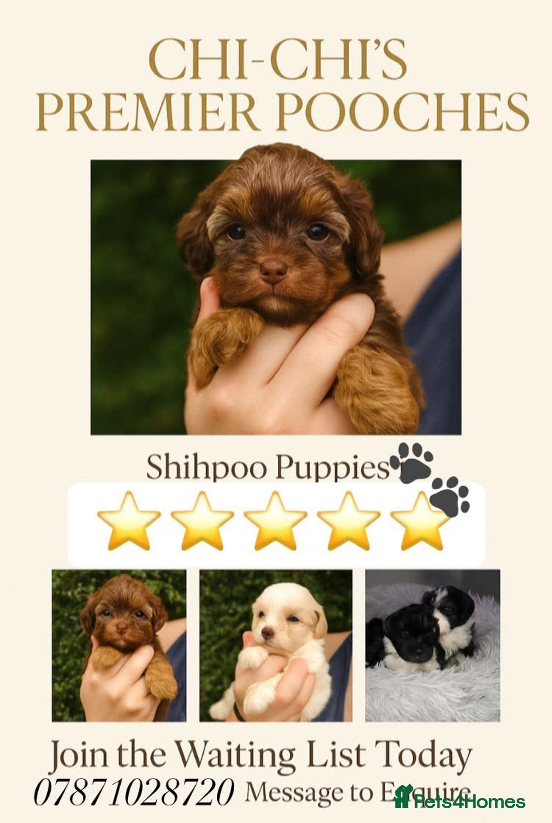 Shihpoo dogs for sale: Toy shihpoo WAITING LIST  - Image 2